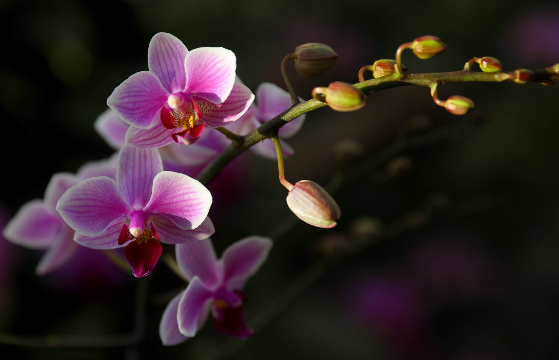 MoBOT Orchid show begins
